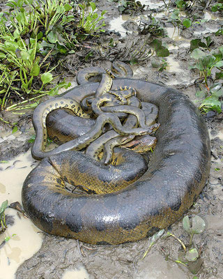 Un anaconda vert avec sa portée.