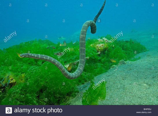 Hydrophide schisteuse dans son milieu naturel.