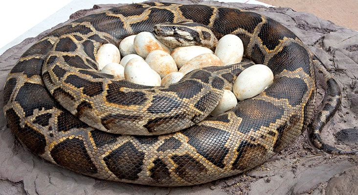 Une grosse femelle de python indien (Python bivittatus) autour de ses œufs.