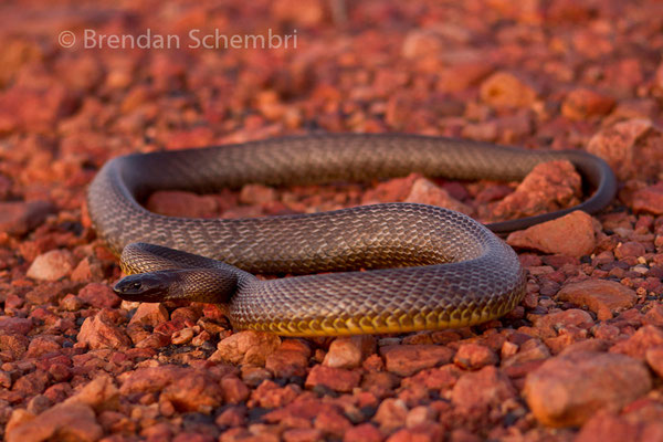 Taïpan à tête noire (Oxyuranus microlepidotus).