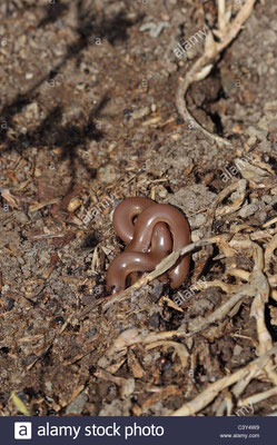 Typhlops vermicularis