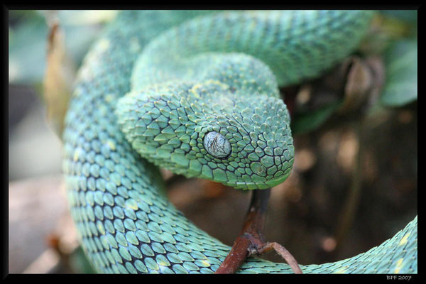 Ahteris chlorechis, une autre splendide vipère africaine.