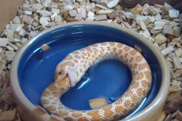 Un serpent à groin s'autodévorant
