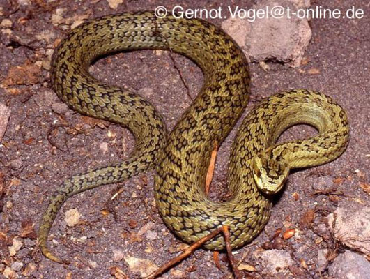Gloydius monticola.