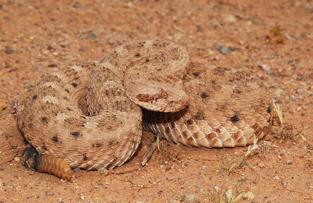 Crotale cornu (Crotalus cerastes).
