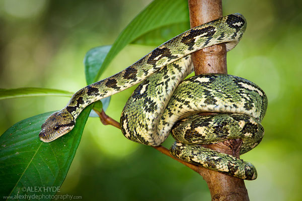 Le boa arboricole de Madagascar.