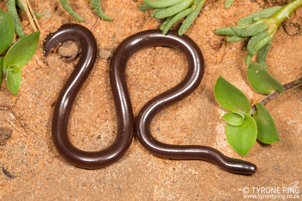 Le serpent aveugle de Bramini, le serpent le plus largement distribué sur la planète.
