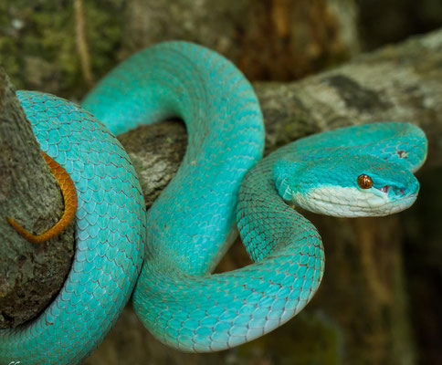 Les 10 Serpents Les Plus Beaux Au Monde Site De Naturamagnifica Il se nourrit de ver, fourmis, œufs d'insectes. les 10 serpents les plus beaux au monde