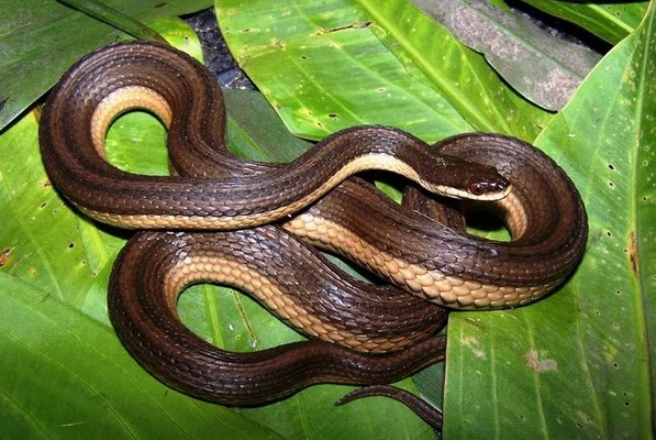 Regina grahamii
