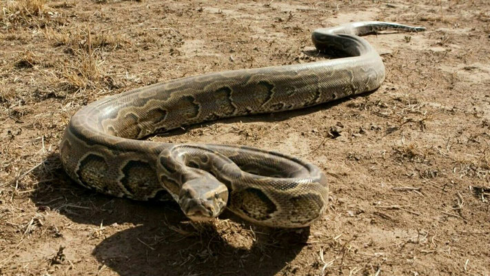 Python de Seba (Python sebae).
