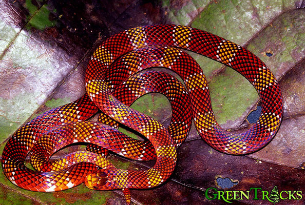 Les 10 Serpents Les Plus Beaux Au Monde Site De Naturamagnifica Les serpents rois possèdent toutes les qualités d'un serpent idéal pour tous les terrariophiles. les 10 serpents les plus beaux au monde