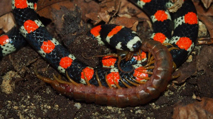 Scolecophis atrocinctus