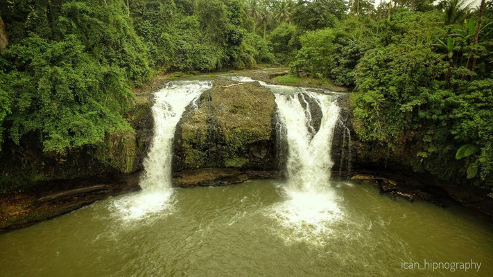 Jungle d'Halmahera, son habitat