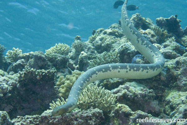 Le magnifique Aipysure lisse, un serpent avec des photorécepteurs sur la queue.
