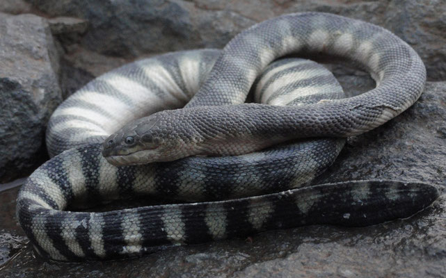 Hydrophide schisteuse (Hydrophis schistosus).