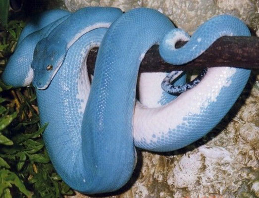 Un python vert... bleu : une femelle en gestation.