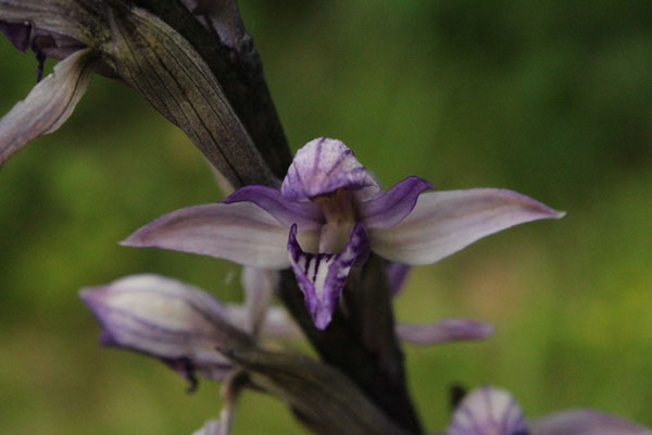 Limodore à Feuilles Avortées (Limodorum abortivum)
