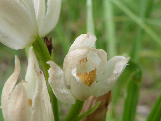 Céphalanthère à Longues Feuilles (Cephalanthera longifolia)