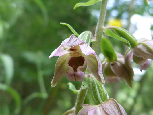 Épipactis à Larges Feuilles (Epipactis helleborine helleborine)