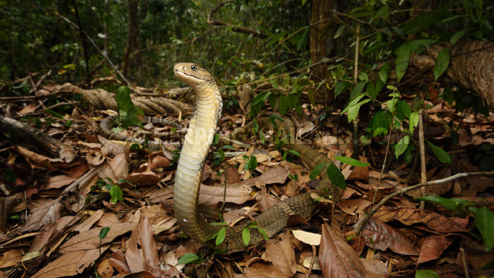Le cobra royal, un serpent qui sait se montrer intimidant.