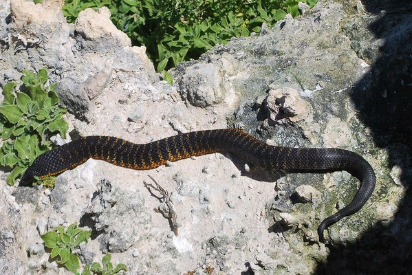 Serpent tigre de l'île Carnac (Notechis scutatus occidentalis).
