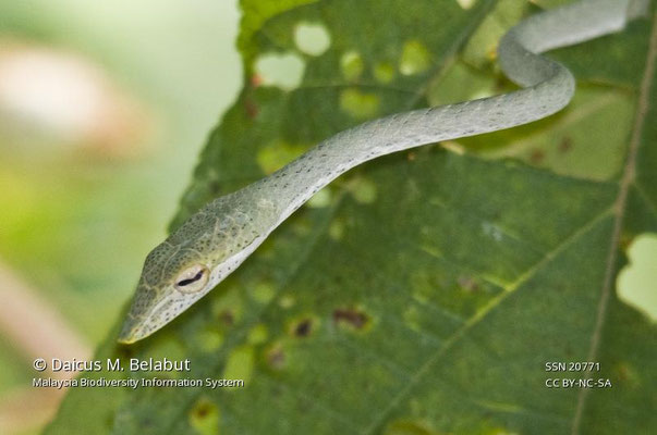 Ahaetulla mycterizans.