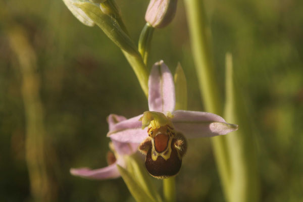 Ophrys Abeille (Ophrys apifera)
