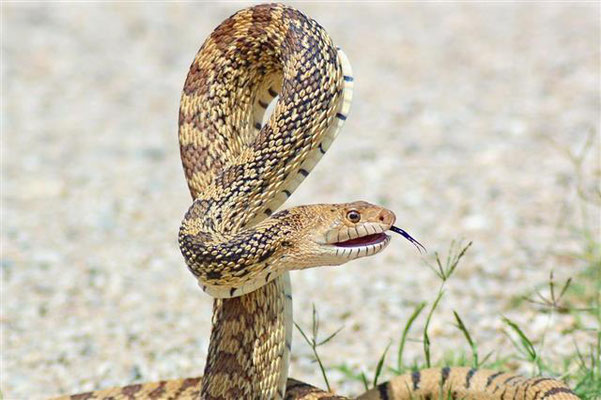 Un Pituophis catenifer imitant la position d'un crotale.