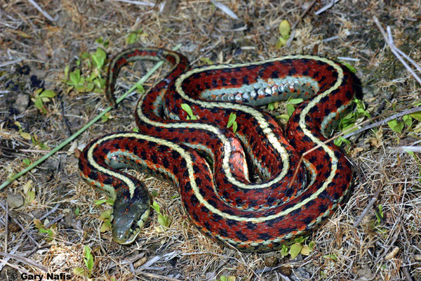 Le resplendissant Thamnophis sirtalis parietalis.