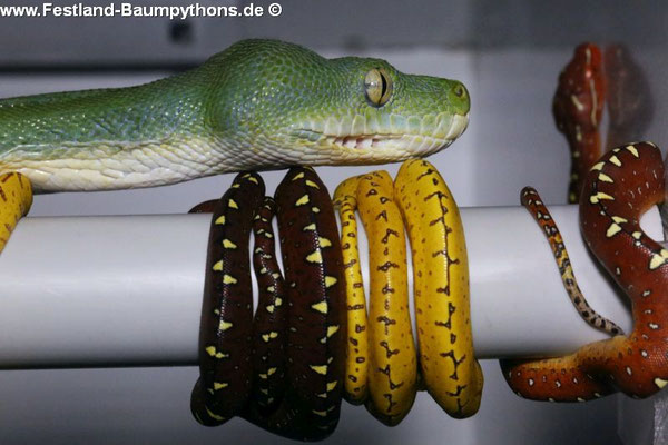 Python vert : la mère (verte) avec deux jeunes.