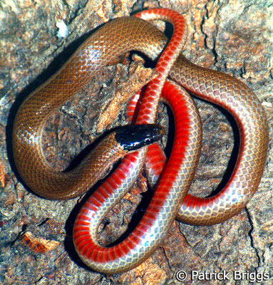 Tantilla hobartsmithi, une espèce du genre Tantilla.