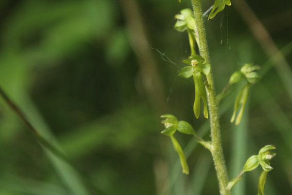 Listère Ovale (Listera ovata)