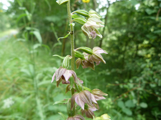 Épipactis à Larges Feuilles (Epipactis helleborine helleborine)