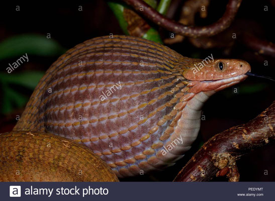 Dasypeltis