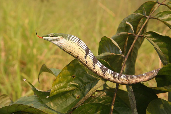 Thelotornis kirtlandii, un dangereux serpent-liane africain qui leurre les oiseaux avec sa langue.