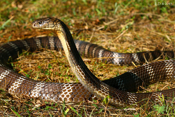 Cobra royal (Ophiophagus hannah).