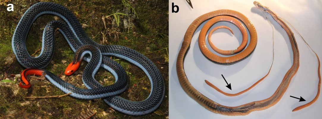 C. bivirgatus disséqué, avec les glandes à venin démesurées en évidence.