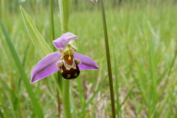 Ophrys Abeille (Ophrys apifera)