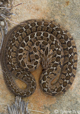 Et Dasypeltis scabra, l'inoffensive couleuvre imitant la même position, ainsi que le bruit.