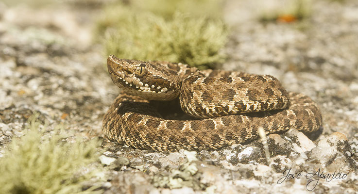 Fer de Lance à Groin.