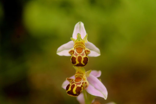 Ophrys Abeille (Ophrys apifera)