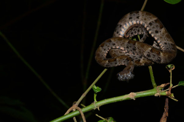 Bothrops atrox, Guyane française. Magnifique photo mon ami.