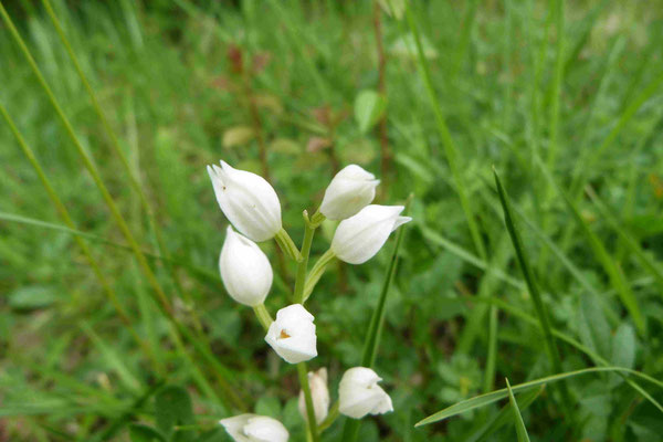 Céphalanthère à Longues Feuilles (Cephalanthera longifolia)