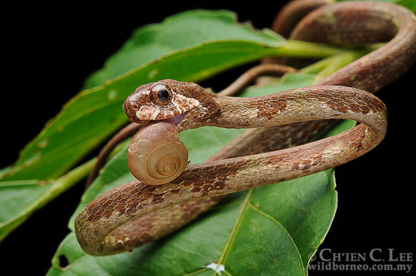 Aplopeltura boa