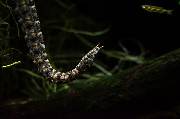 L'Erpéton tentaculé, un serpent qui se raidit comme une planche lorsqu'on l'attrape.