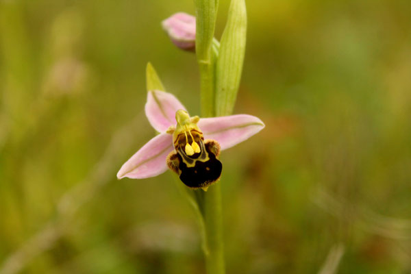 Ophrys Abeille (Ophrys apifera)