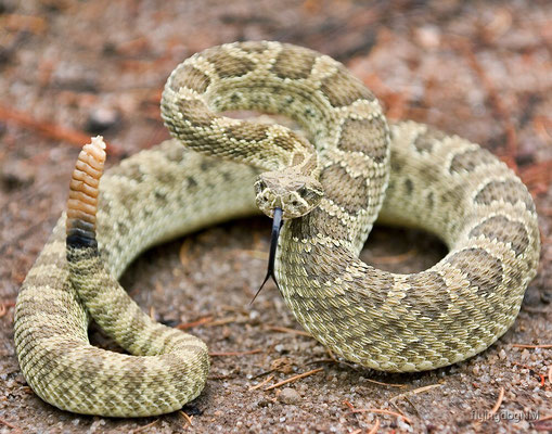 Le crotale des prairies (Crotalus viridis viridis).