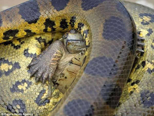 Anaconda vert (Eunectes murinus)
