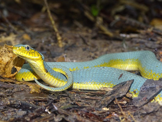 Xenodon werneri