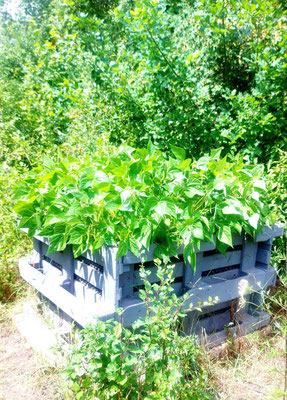 Hochbeet im Garten mit vielen grünen Bohnenpflanzen